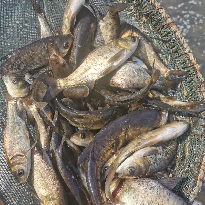 正宗花鲢鲢鳙苗，原塘苗，品相好成活率高欢迎新老顾客前来