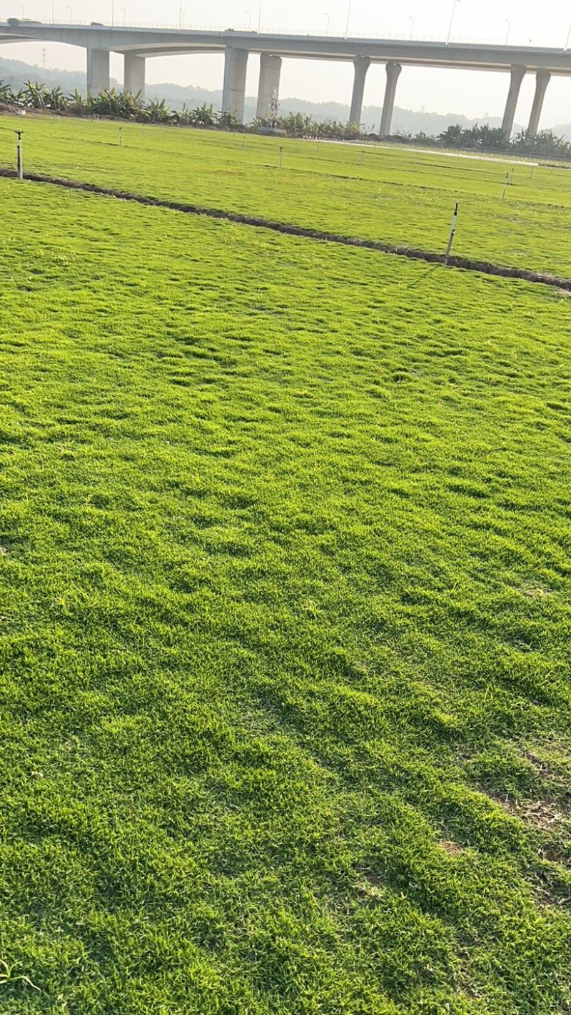 清远草场，精品台湾马尼拉，大量卷草出售。