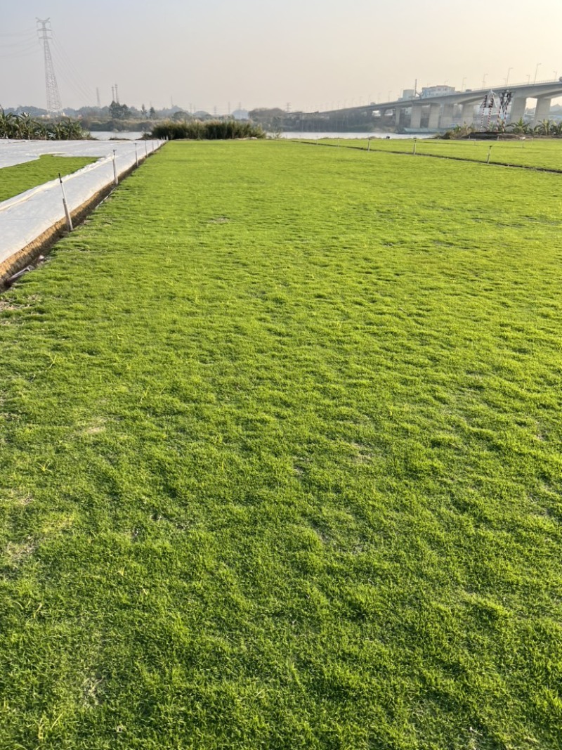 清远草场，精品台湾马尼拉，大量卷草出售。