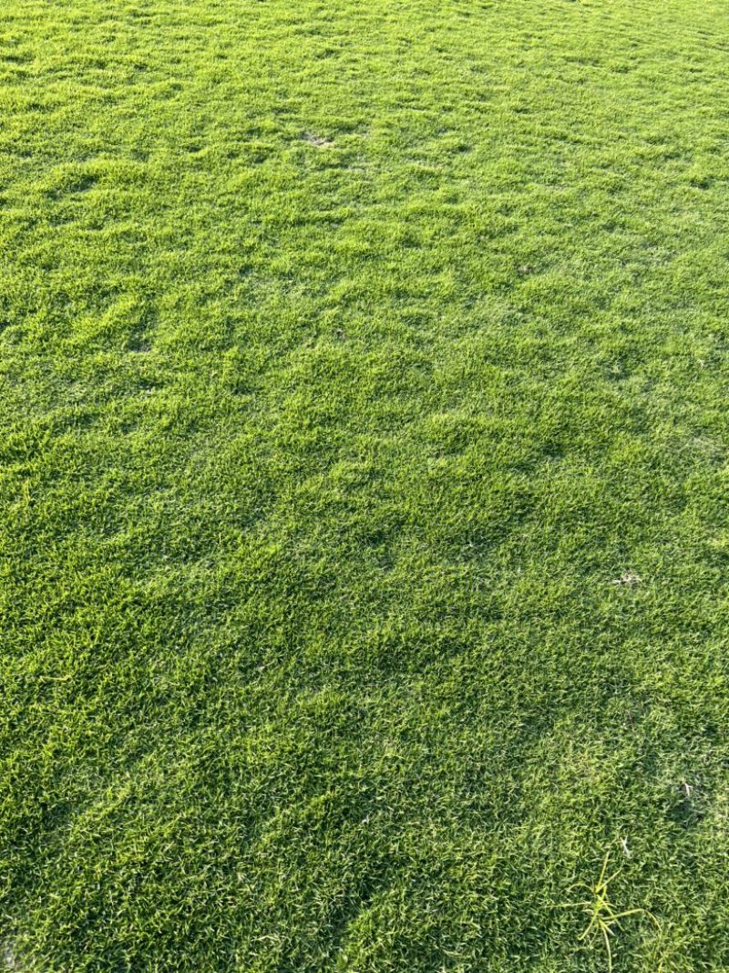 清远草场，精品台湾马尼拉，大量卷草出售。