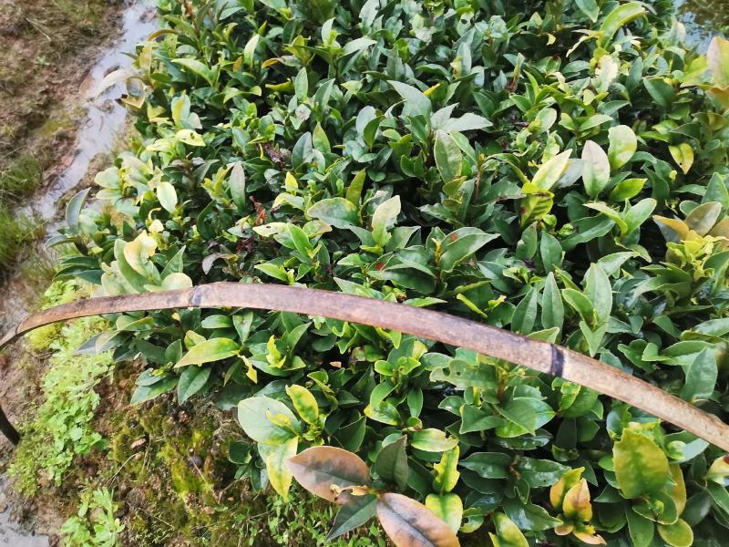 牛油苗绿化苗木货源充足