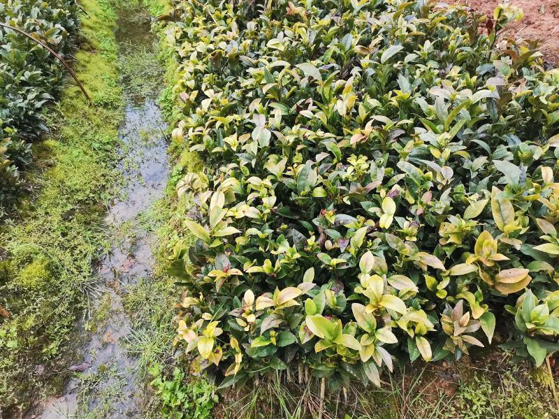 牛油苗绿化苗木货源充足