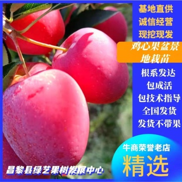 小苹果盆景，糖心小苹果盆观赏鲜食兼用的优良品种