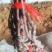 中国红玫瑰嫁接苗红玫瑰葡萄苗价格便宜纯度保证基地发货