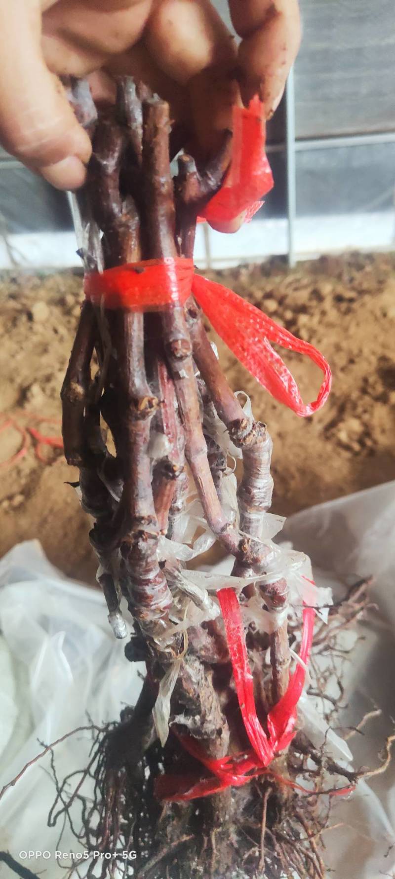 中国红玫瑰嫁接苗红玫瑰葡萄苗价格便宜纯度保证基地发货