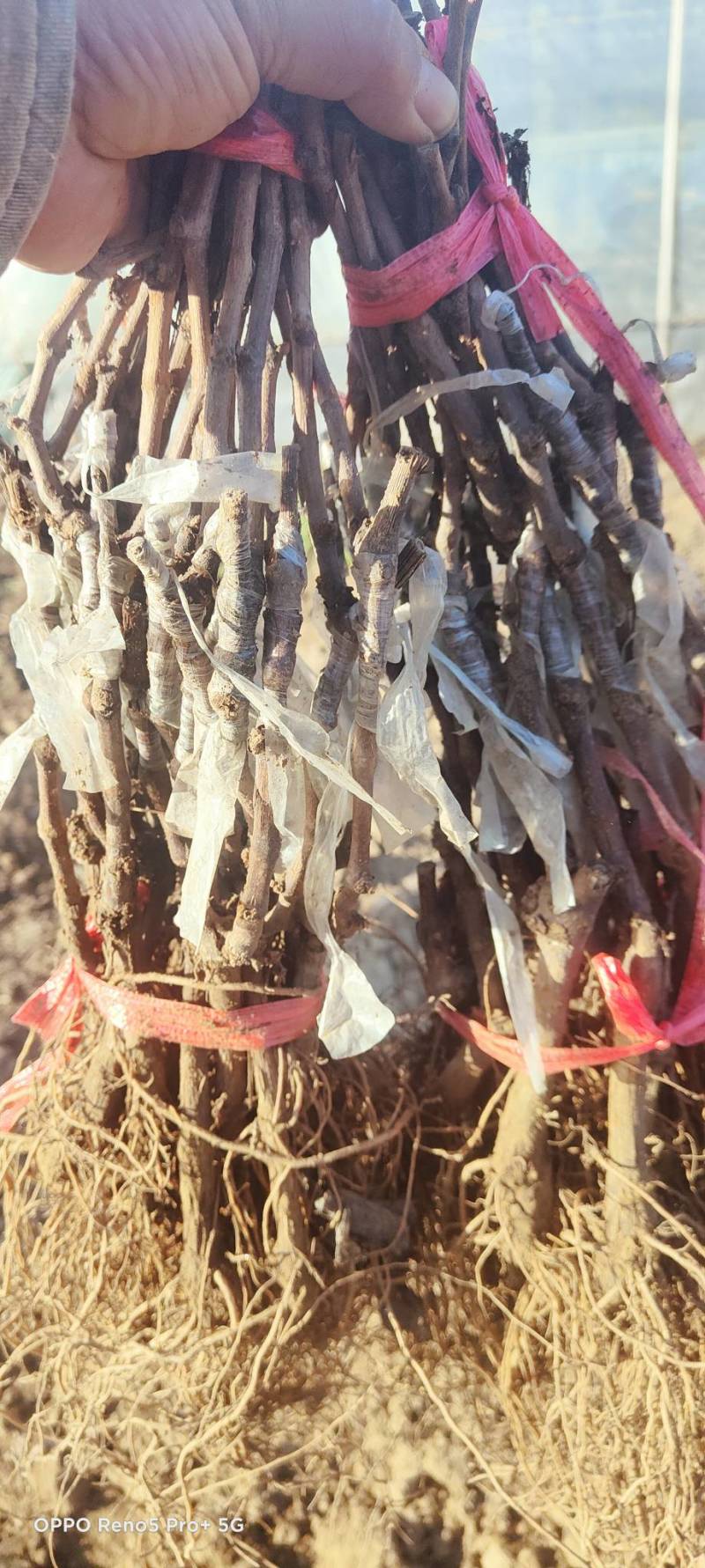 中国红玫瑰嫁接苗红玫瑰葡萄苗价格便宜纯度保证基地发货