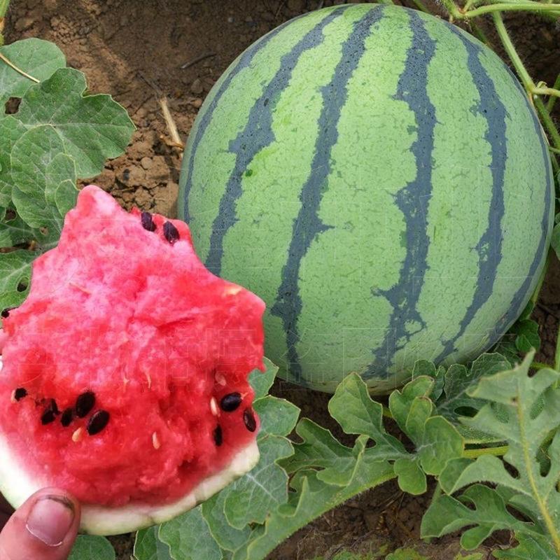 西瓜种子耐裂冰糖脆西瓜种子中早熟瓤色艳红甘甜多汁西瓜种子