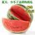 西瓜种子耐裂冰糖脆西瓜种子中早熟瓤色艳红甘甜多汁西瓜种子