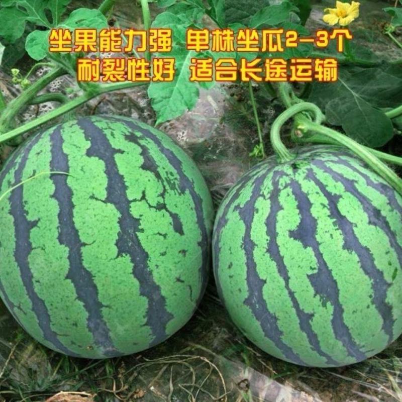 西瓜种子耐裂冰糖脆西瓜种子中早熟瓤色艳红甘甜多汁西瓜种子