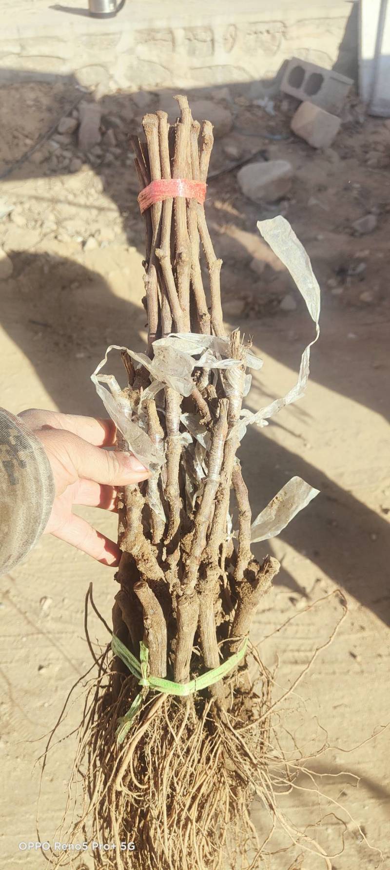 中国红玫瑰嫁接苗红玫瑰葡萄苗价格便宜纯度保证基地发货