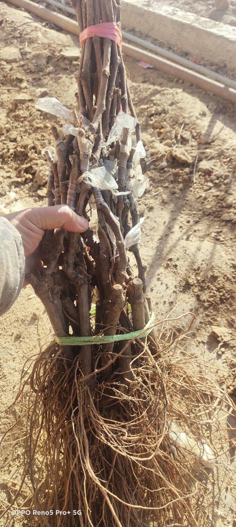 中国红玫瑰嫁接苗红玫瑰葡萄苗价格便宜纯度保证基地发货