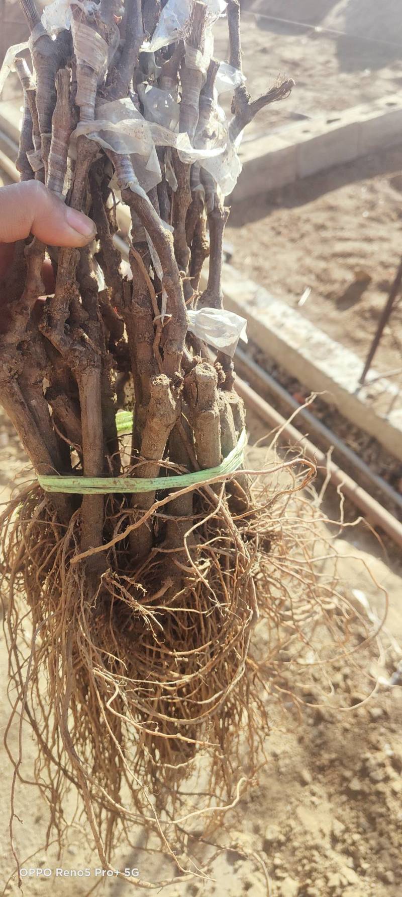 中国红玫瑰嫁接苗红玫瑰葡萄苗价格便宜纯度保证基地发货