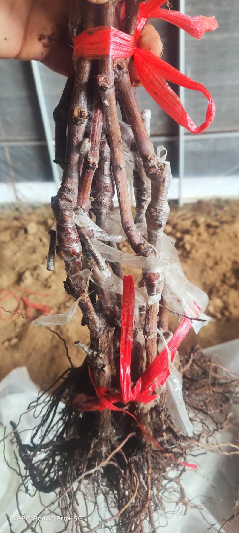 中国红玫瑰嫁接苗红玫瑰葡萄苗价格便宜纯度保证基地发货