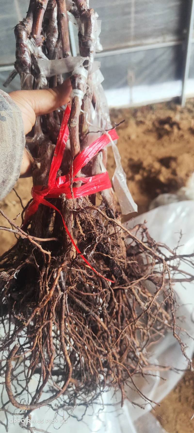 中国红玫瑰嫁接苗红玫瑰葡萄苗价格便宜纯度保证基地发货