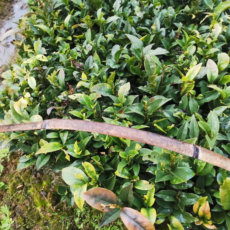 牛油苗绿化苗木货源充足
