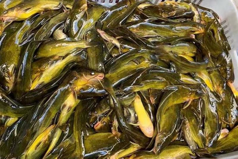 农家淡水新鲜黄骨鱼黄颡鱼黄辣丁全雄生长速度快抗病能力强！