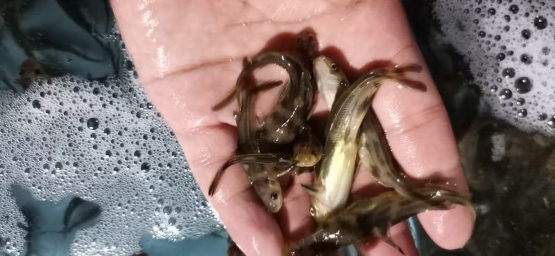 农家淡水新鲜黄骨鱼黄颡鱼黄辣丁全雄生长速度快抗病能力强！