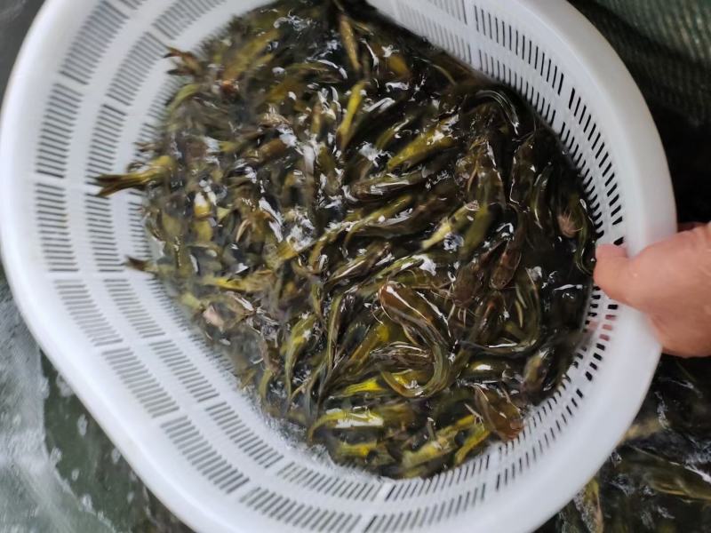 农家淡水新鲜黄骨鱼黄颡鱼黄辣丁全雄生长速度快抗病能力强！