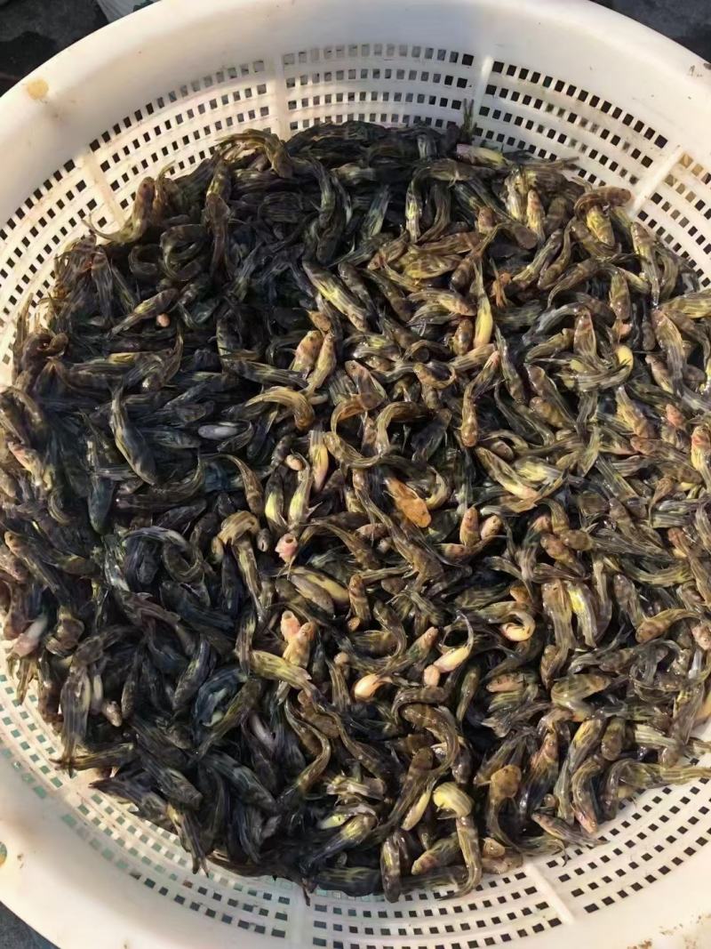 农家淡水新鲜黄骨鱼黄颡鱼黄辣丁全雄生长速度快抗病能力强！
