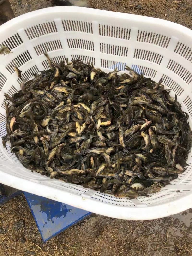 农家淡水新鲜黄骨鱼黄颡鱼黄辣丁全雄生长速度快抗病能力强！