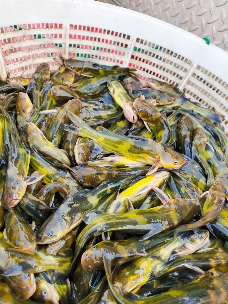农家淡水新鲜黄骨鱼黄颡鱼黄辣丁全雄生长速度快抗病能力强！