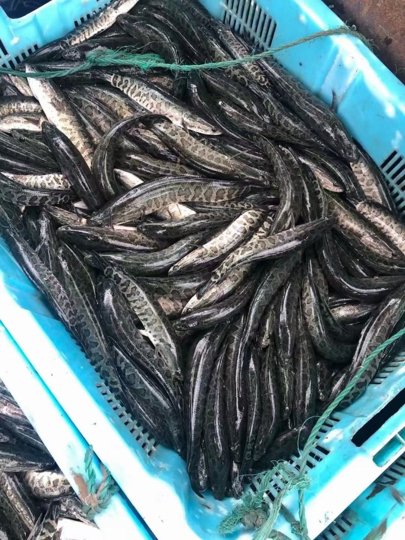 仿野生精品黑花黑鱼苗，保证品种质量，成活率高抗病能力强