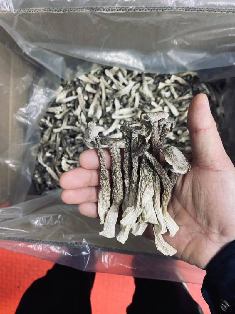鹿茸菇如意情整车更优惠只卖新货