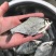 鳊鱼淡水活体鱼苗鳊鱼苗武昌鱼鲂鱼苗长身鳊鱼活体苗
