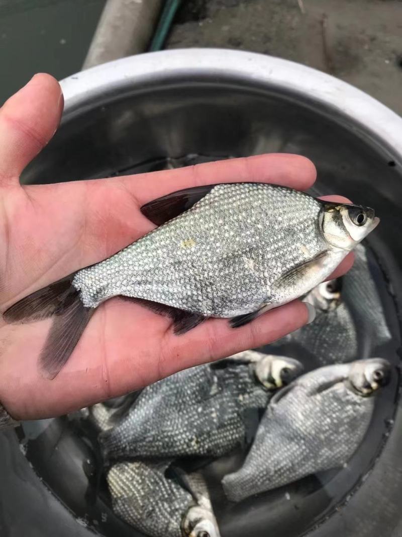 鳊鱼淡水活体鱼苗鳊鱼苗武昌鱼鲂鱼苗长身鳊鱼活体苗
