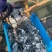 鳊鱼淡水活体鱼苗鳊鱼苗武昌鱼鲂鱼苗长身鳊鱼活体苗