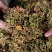 优质金银花手工花泡茶贵州原生中药材