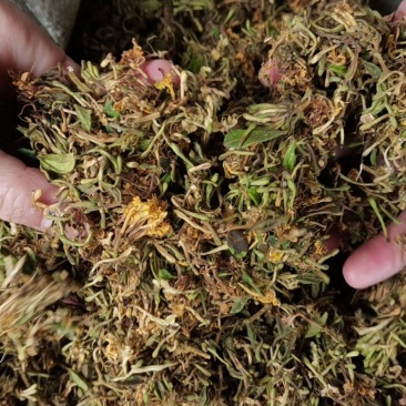 优质金银花手工花泡茶贵州原生中药材