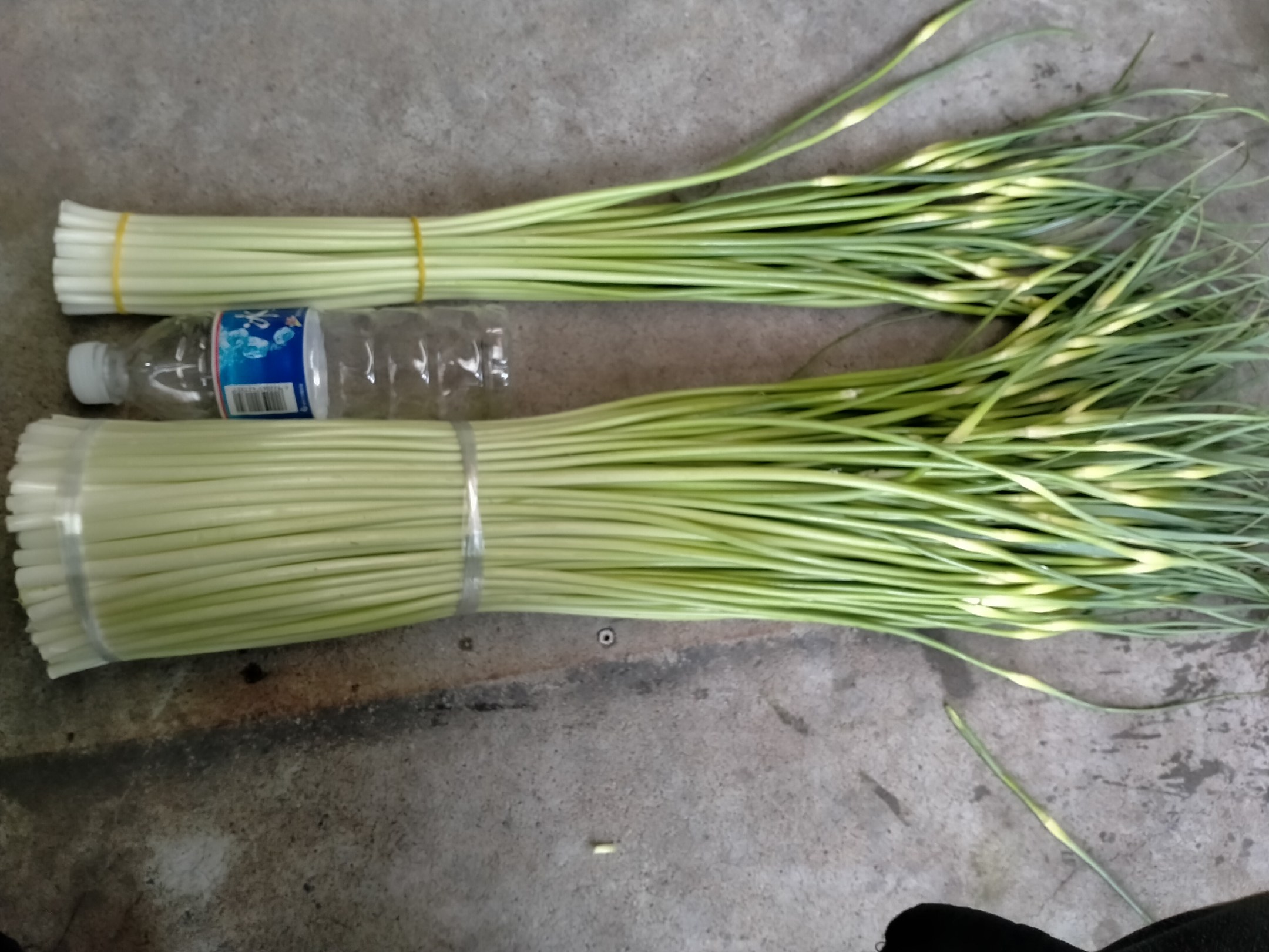 新鲜蒜薹与空心蒜薹对比图