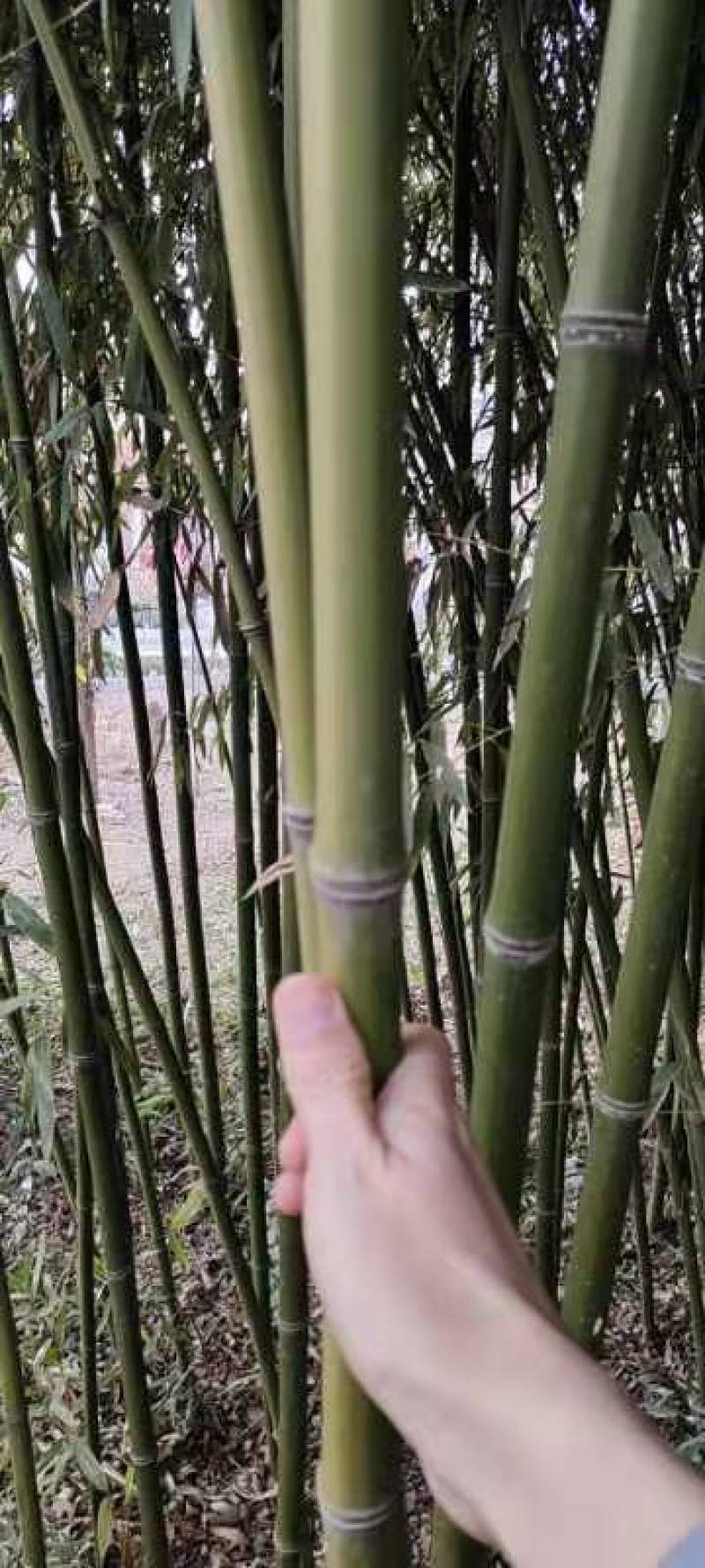 竹子