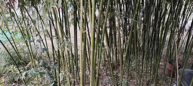 竹子