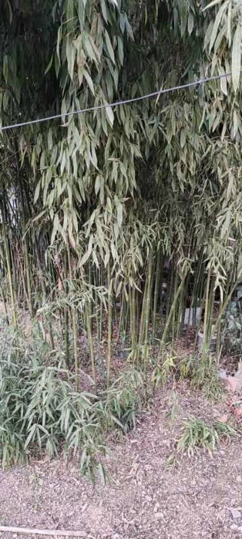 竹子
