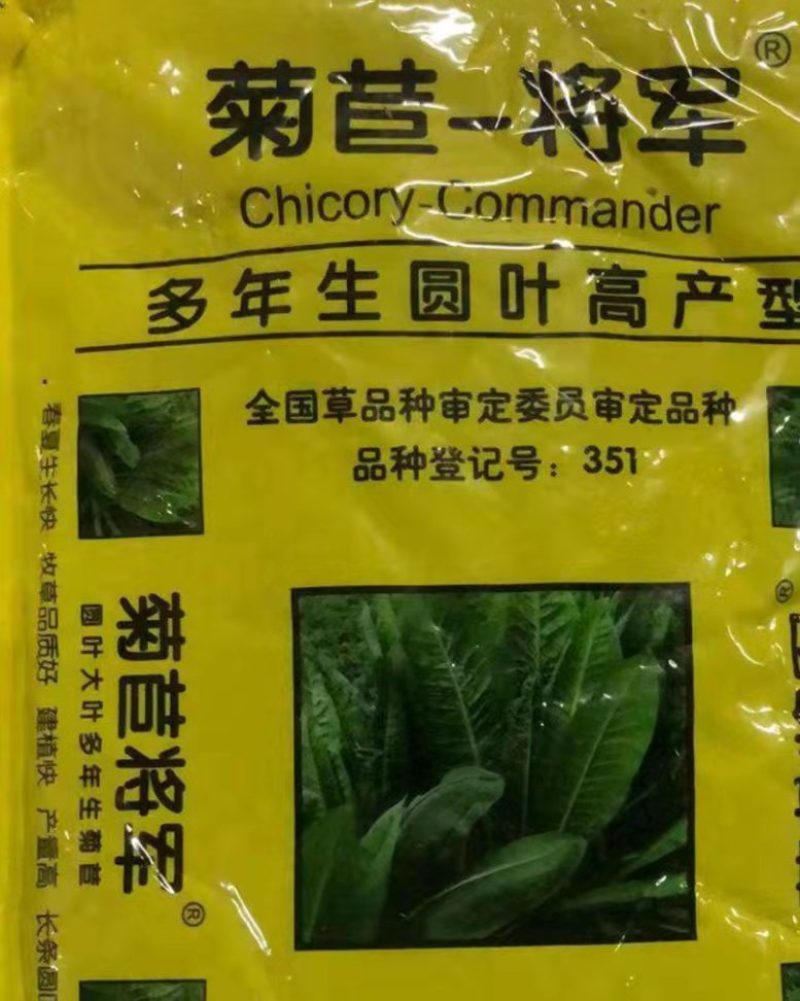 菊苣种籽养殖大叶多年生四季牧草种子羊牛兔鸡鸭鹅猪草种孑鱼