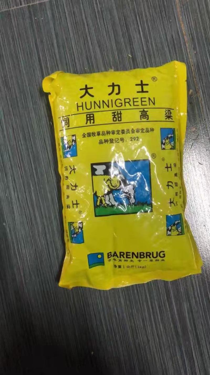 菊苣种籽养殖大叶多年生四季牧草种子羊牛兔鸡鸭鹅猪草种孑鱼