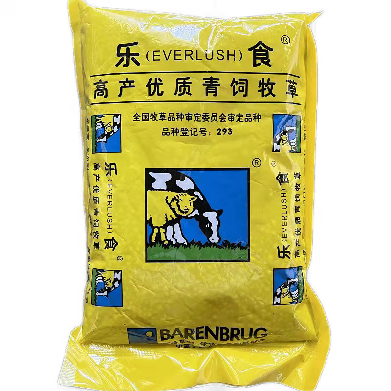 菊苣种籽养殖大叶多年生四季牧草种子羊牛兔鸡鸭鹅猪草种孑鱼