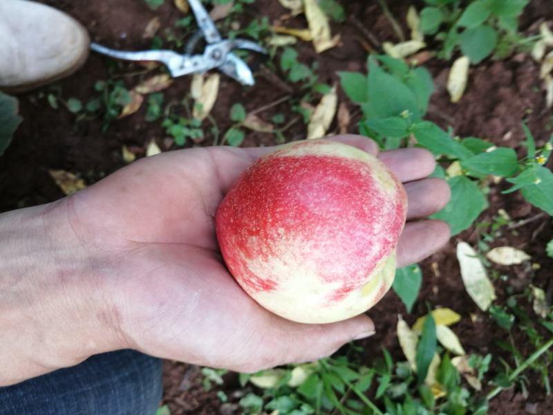 云南露天油桃，黄芯白芯品种齐全专业种植专业代办，一级货品