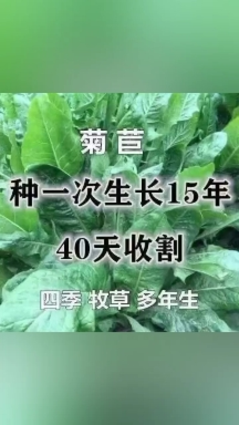 菊苣种籽养殖大叶多年生四季牧草种子羊牛兔鸡鸭鹅猪草种孑鱼