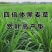 菊苣种籽养殖大叶多年生四季牧草种子羊牛兔鸡鸭鹅猪草种孑鱼