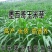 菊苣种籽养殖大叶多年生四季牧草种子羊牛兔鸡鸭鹅猪草种孑鱼