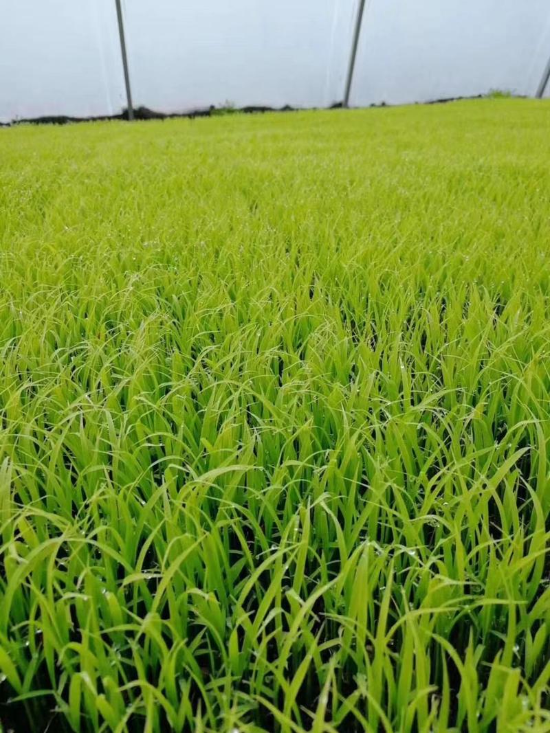 五常长粒香稻谷粳稻谷河水灌溉农户自产自销假一赔十