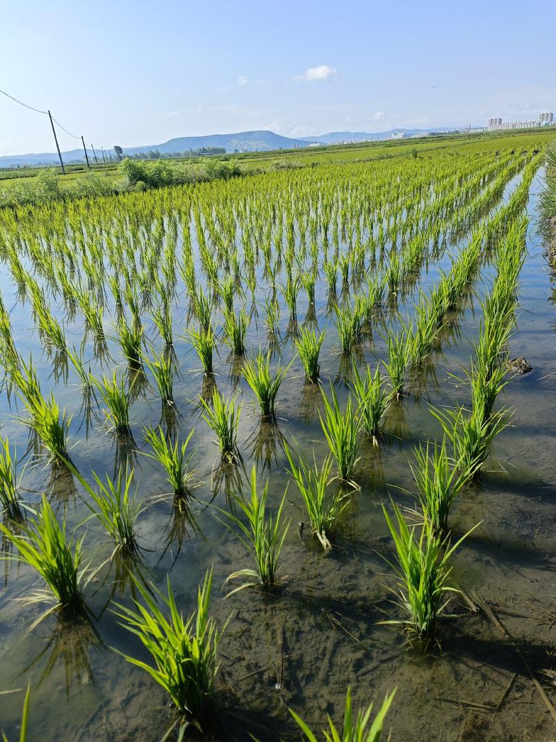 五常长粒香稻谷粳稻谷河水灌溉农户自产自销假一赔十