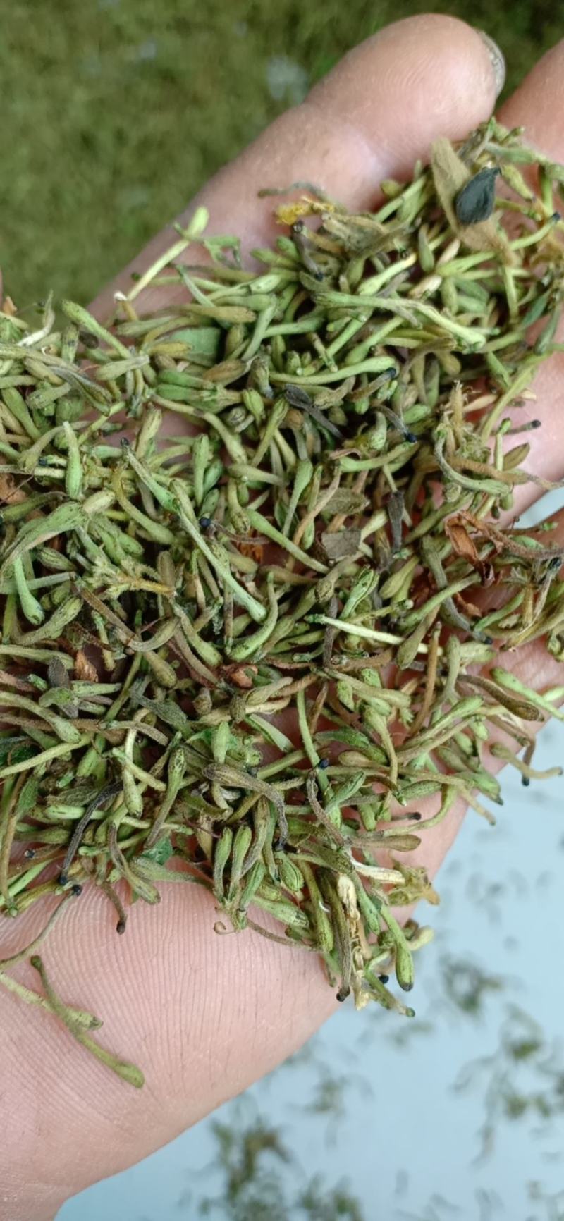 金银花花蕾