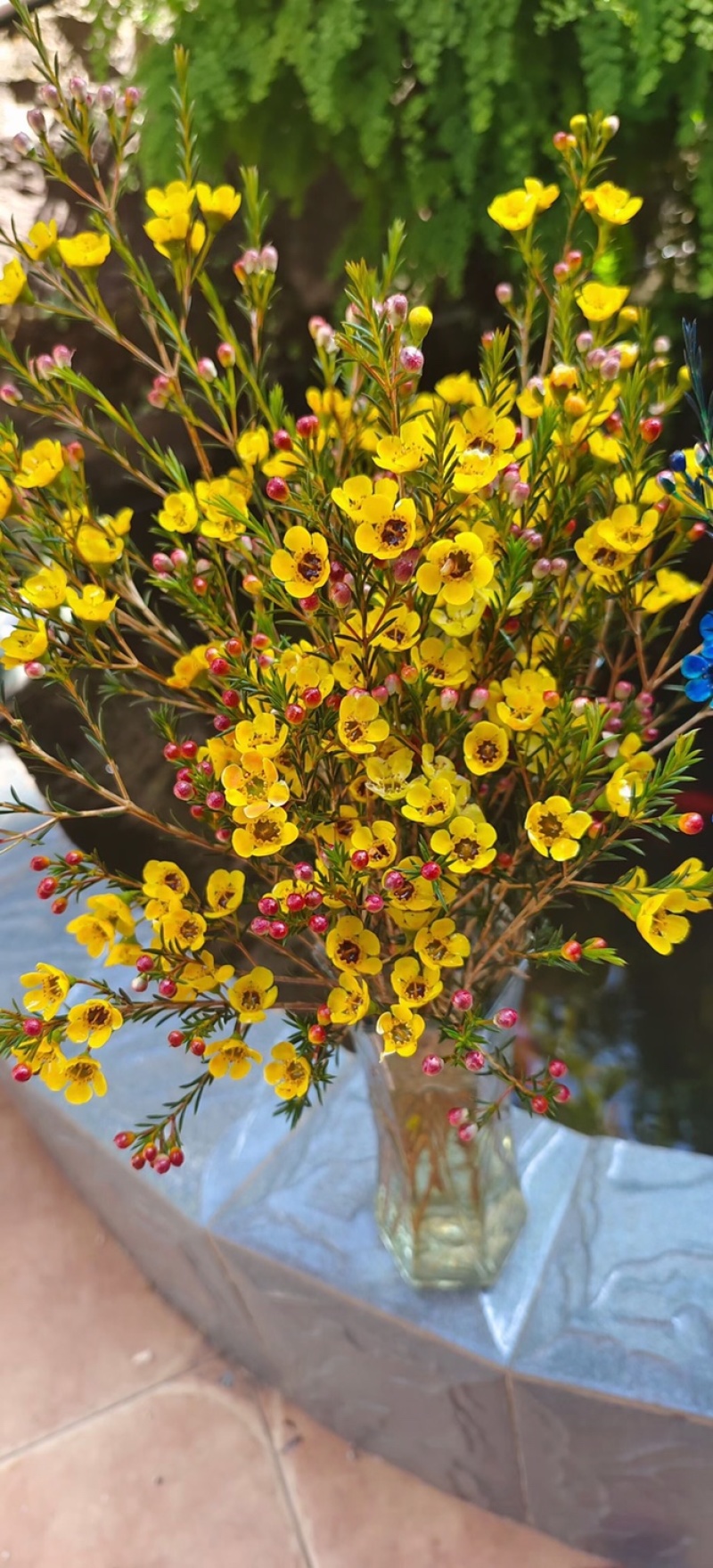 腊梅鲜切花花期长可做干花基地包邮直发一把300克