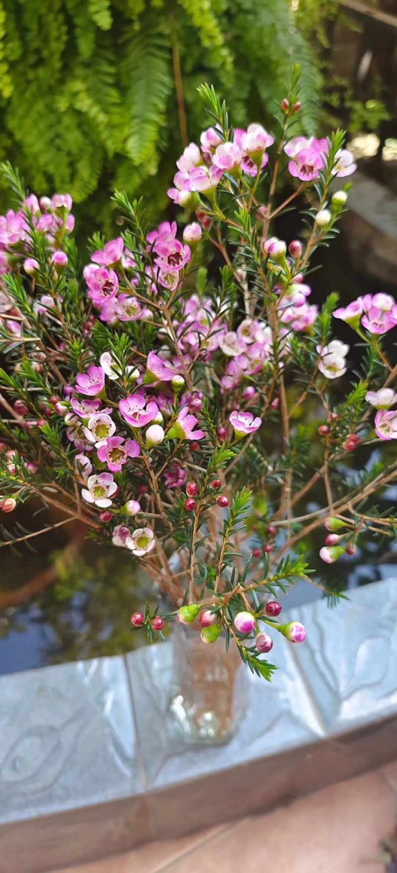 腊梅鲜切花花期长可做干花基地包邮直发一把300克