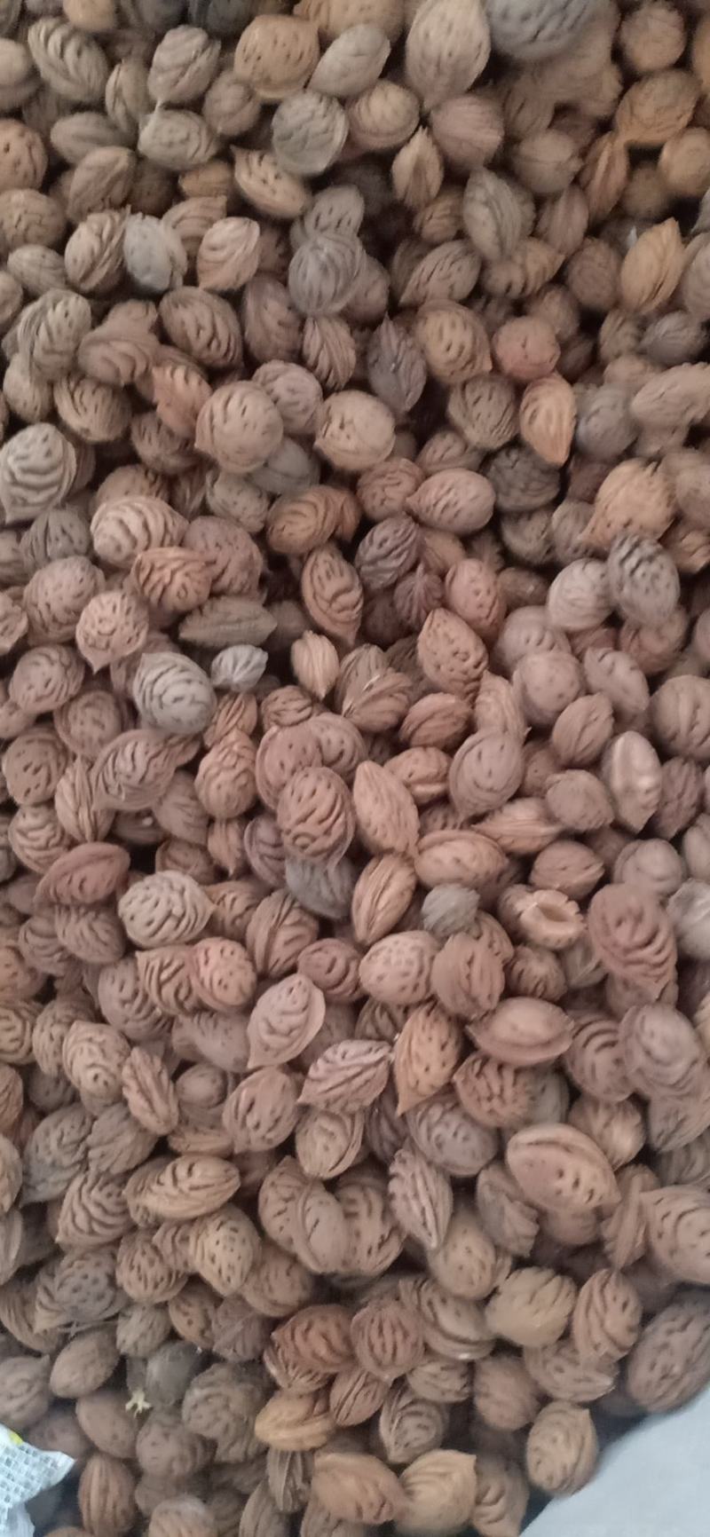 毛桃种子，颗粒饱满，颜色好