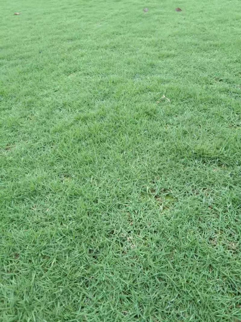 马尼拉草皮，百慕大草皮，台湾青，草皮批发，湖南草皮基地